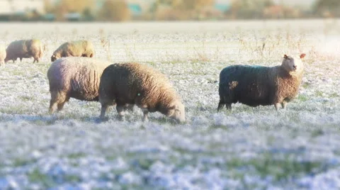 Sheep eating grass in the field Stock Footage 67677078