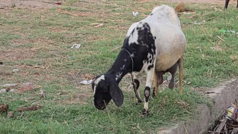 Sheep Eating Grass in the Field Stock Footage 313571791