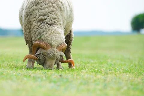 Sheep eating grass on a field Stock Photos
