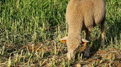 Sheep eating grass Stock Footage 826901