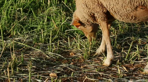 Sheep eating grass Stock Footage 827034
