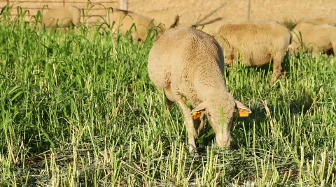 Sheep eating grass Stock Footage 827218