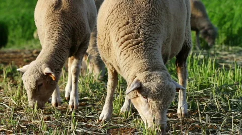 Sheep eating grass Stock Footage 827322