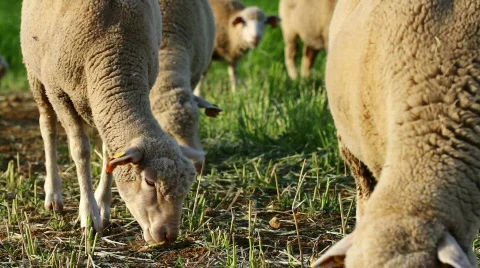 Sheep eating grass Stock Footage 827402