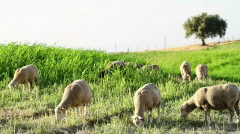 Sheep eating grass Stock Footage 827451