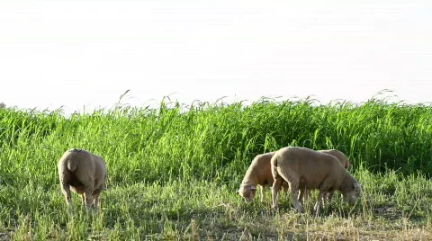 Sheep eating grass Stock-Footage 827511
