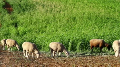 Sheep eating grass Stock Footage 827627