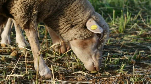 Sheep eating grass Stock Footage 827680