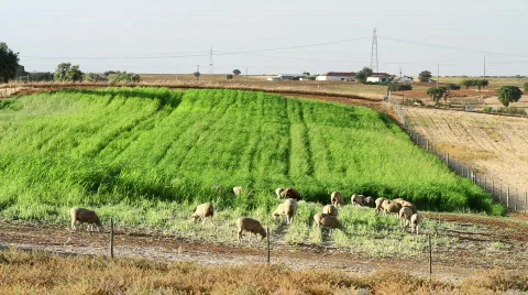 Sheep eating grass Stock Footage 827784