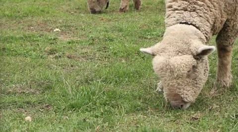Sheep Eating Grass Видео 12396822