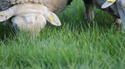 Sheep eating grass Video stock 22933165