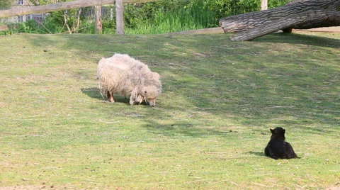 Sheep eating grass. Stock Footage 57509188