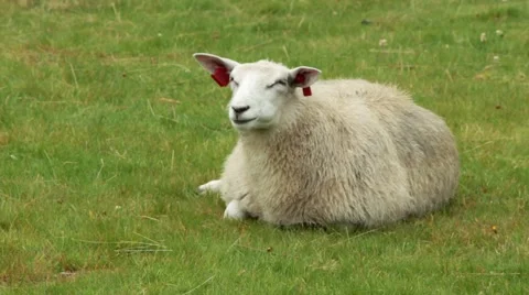 Sheep eating grass Video stock 62940881