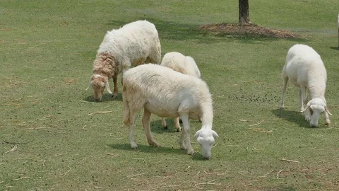 Sheep eating grass. Stockbeeldmateriaal 76295351