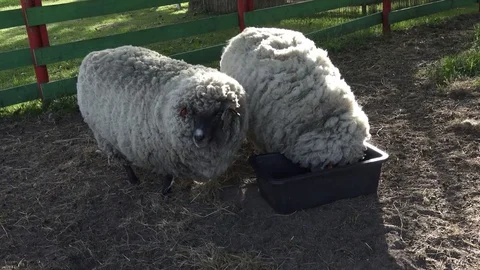 Sheep eating grass Stock Footage 81000083