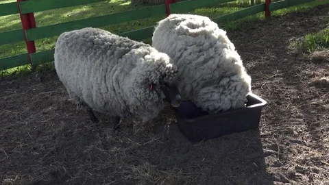 Sheep eating grass Stock-Footage 81011206