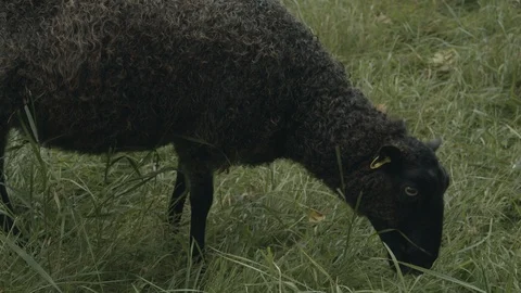 Sheep eating grass Stock Footage