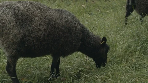 Sheep eating grass Stock Footage
