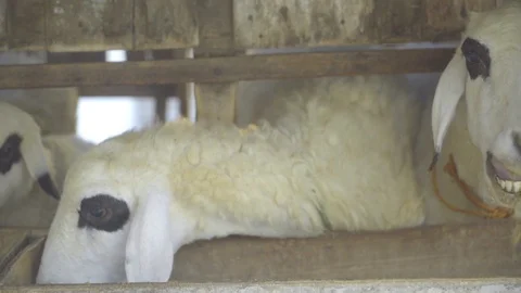 Sheep eating grass 動画素材 119566040