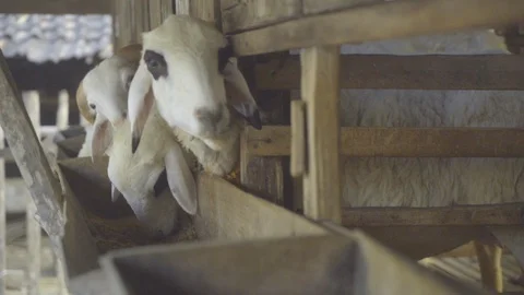 Sheep eating Grass Stock Footage 119566993