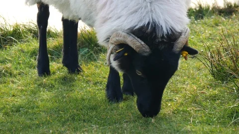 A sheep eating grass Vídeo Stock 127493983