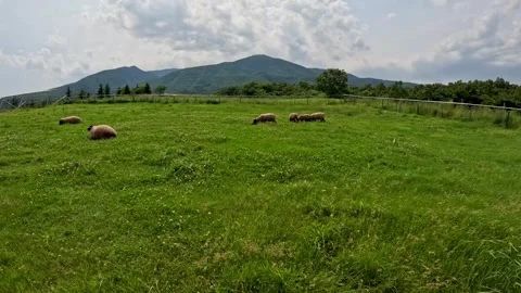 Sheep eating grass Stock Footage 244221728