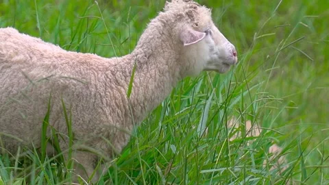 A sheep is eating grass. Stock Footage 249302076