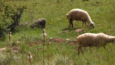 Sheep eating grass Stock Footage 294001999