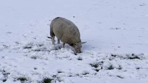 A sheep eating grass Stock Footage 297873736