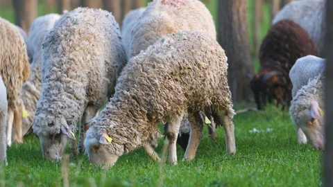 Sheep Eating Grass From The Forest Stock Footage 88417390