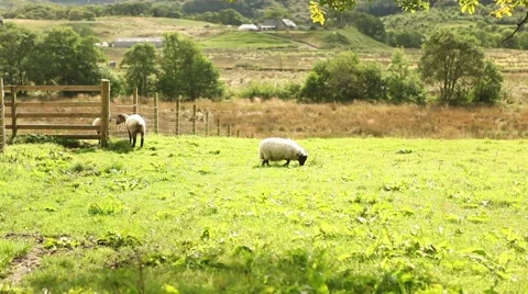 Sheep eating grass in free range farm. Organic agricultural style Stock Footage 45072997