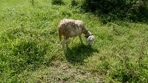 Sheep eating grass in the garden Stock Footage 229353264