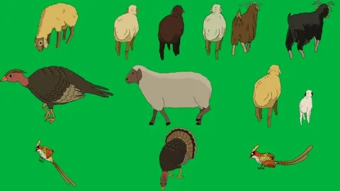 Sheep eating grass green screen three sheeps standing row goat turkey. Stock Footage 310563390