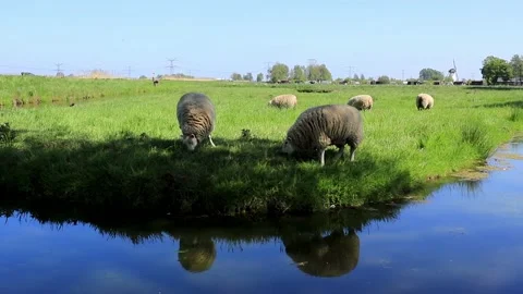 Sheep eating grass by kinderdijk Stock Footage 147869065