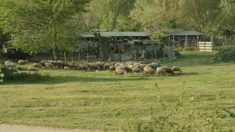 Sheep Eating Grass Medium Shot at Farm Lake Kerkini 스톡 동영상 186955954