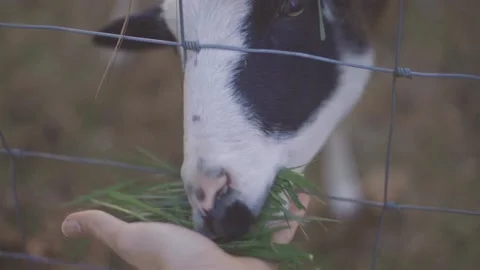 Sheep eating grass out of a persons hand through a fence. Stock Footage 146178361