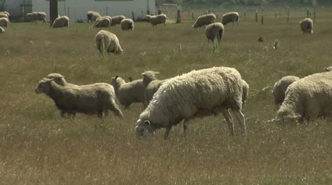 Sheep eating grass in a paddock Stock Footage 8509801