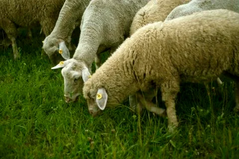 Sheep Eating Grass Stock Photos