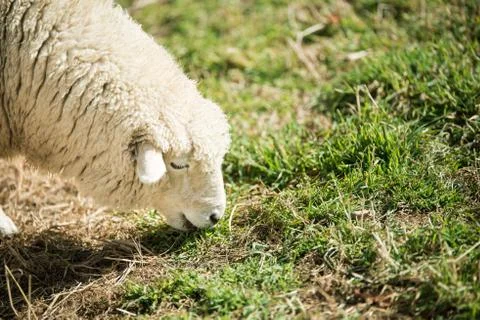 Sheep eating grass Stock Photos