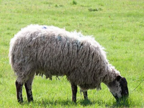 Sheep Eating Grass Foto stock