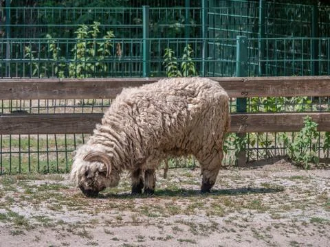 Sheep eating Grass Stock Photos