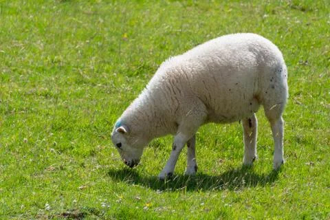Sheep eating grass Foto stock