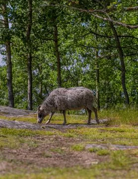 Sheep eating grass 스톡 사진