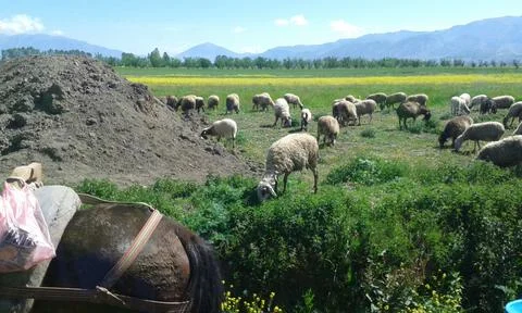Sheep eating grass Stock Photos