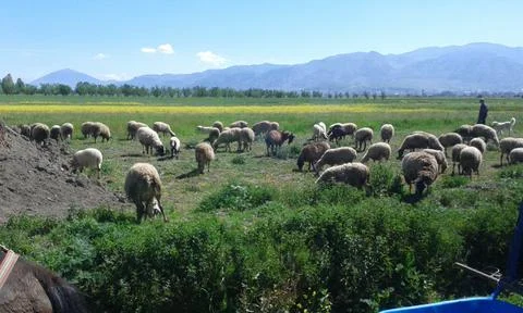 Sheep eating grass Foto stock