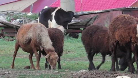 Sheep eating grass in rural areas. The concept of agriculture. Close-up Stock-Footage 138539853