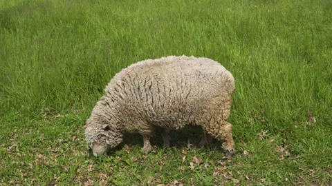 A sheep eating grass - side view 動画素材 136964274