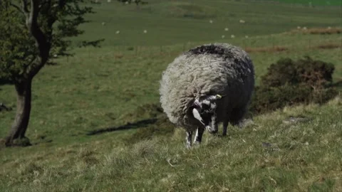 A sheep eating grass in slow motion on a hill Vidéo 131653352