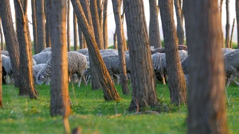 Sheep Eating Grass In Spring Stock Footage 88417290