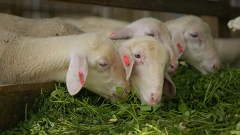 Sheep eating grass in Stall Видео 302918188